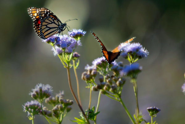Austin’s Efforts To Feed An Outsized Migration Of Monarch Butterflies Will Be Tested This Fall