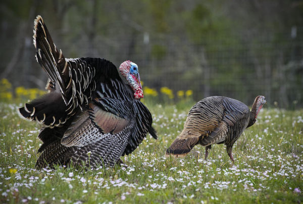 Texas-Sized Turkeys And Their Tie To The Lone Star State