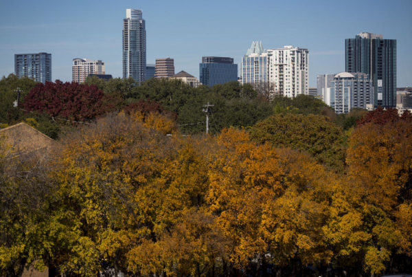 Why Are Austin’s Trees Having Such A Colorful Autumn?