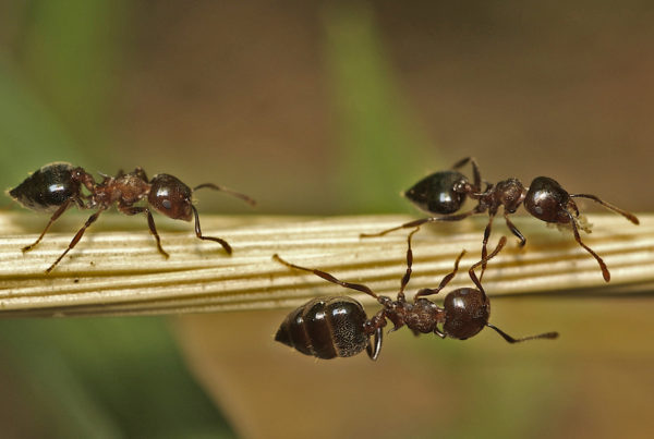 Savvy Acrobat Ants Make The Most Of Damage Caused By Other Insects