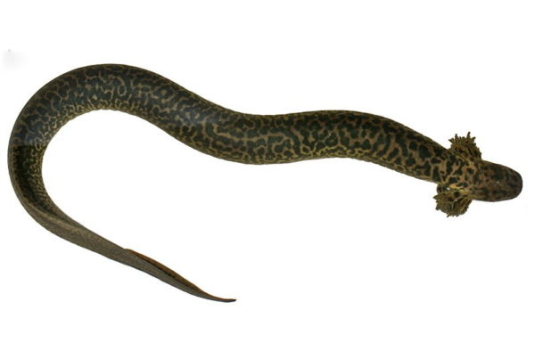 A Sul Ross Professor Just Discovered This Legendary Salamander