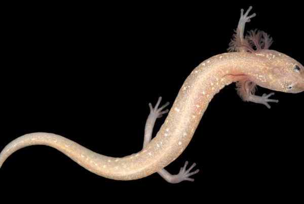 Scientists Discover Three New Species Of Salamander In Central Texas