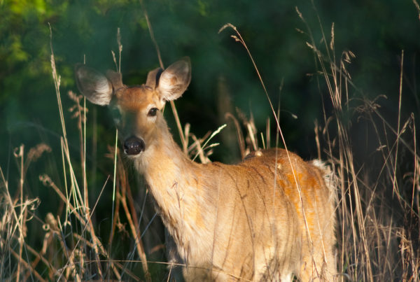 Zombie Deer Disease: It’s A Catchy Name That Doesn’t Tell The Whole Story