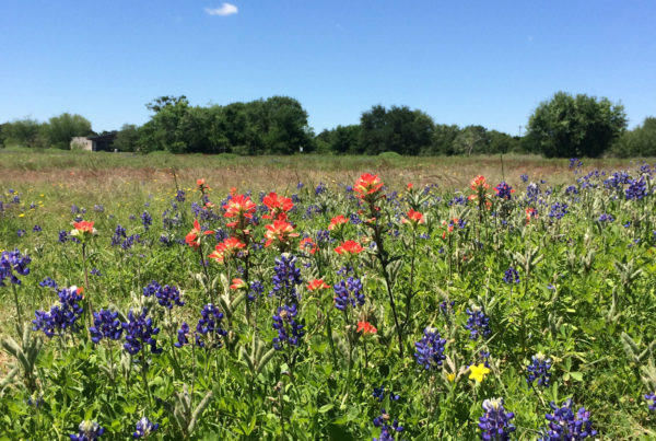 Winter Cold Snap Shouldn’t Hurt Early, Productive Wildflower Season