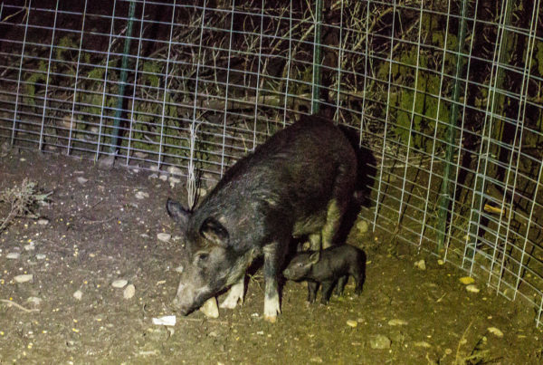 In Austin, Feral Hogs May Be Closer Than You Think