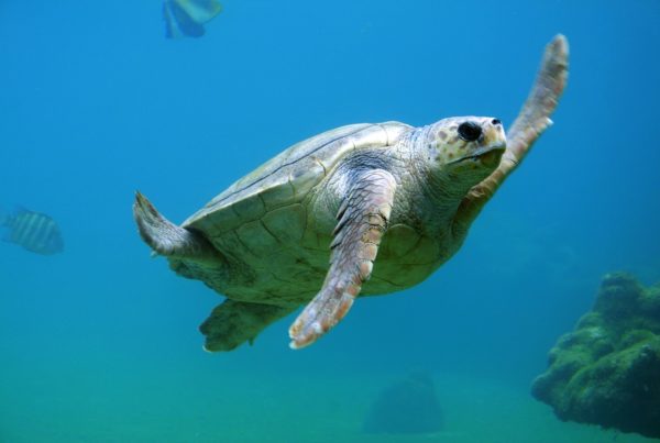 The Nature Conservancy Acquires 6K Acres Of South Padre Island For Sea Turtle Habitat 