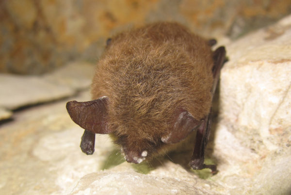 White Nose Syndrome Is A ‘Looming Disaster’ For Bats In Texas