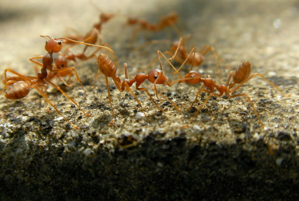 It Takes A Village To Get Rid Of Fire Ants
