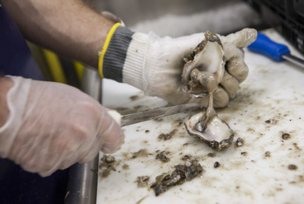 Galveston’s Year-Round Oyster Harvest Halted After Ship Channel Chemical Spill
