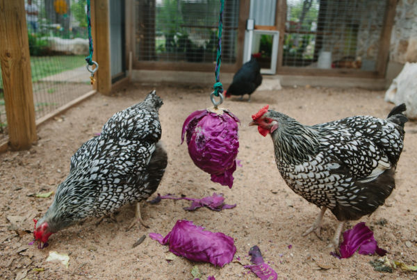 Should Texans Be Allowed To Own Backyard Chickens?