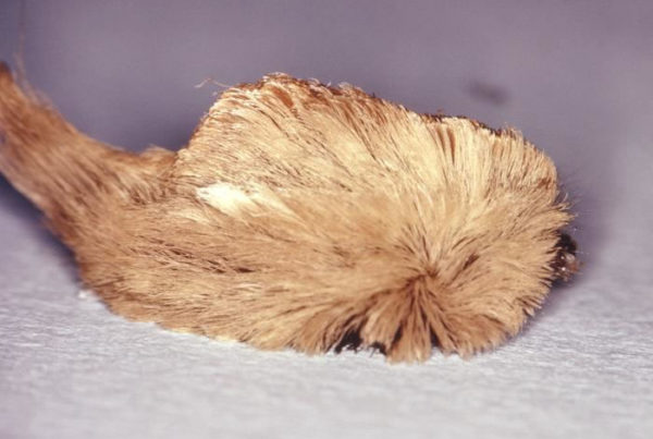 Learn Which Fuzzy Caterpillars You Shouldn’t Touch