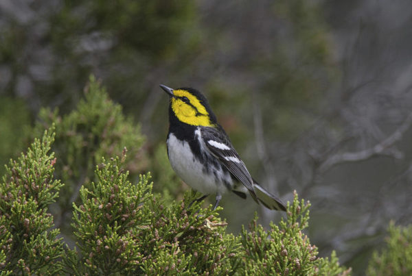 Birding: A Nerdy Passion That Promises Natural Beauty, Fresh Air And Maybe A Run Through The Woods
