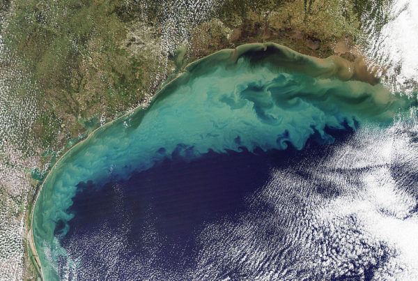 This Year’s Dead Zone In The Gulf Could Be One Of The Largest On Record