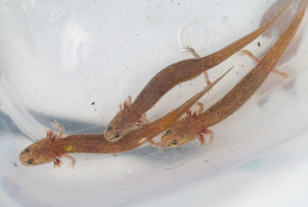 News Roundup: Lawsuit Seeks to Save Threatened Central Texas Salamanders