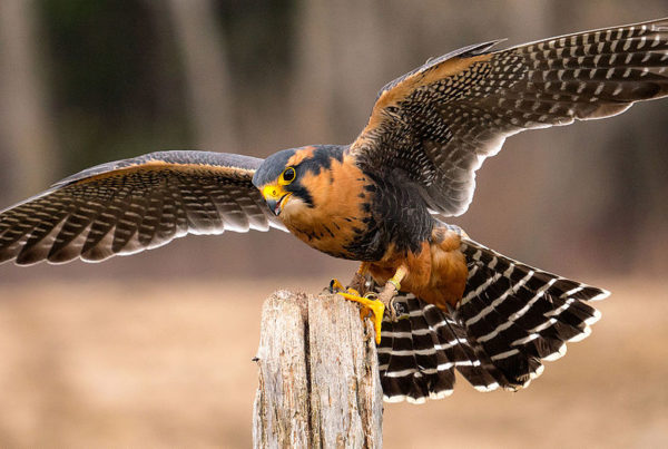 News Roundup: Aplomado Falcons Resurge In Texas After Decades-Long Conservation Project