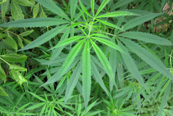 Without The Right Testing Available, New Hemp Laws Make It Hard To Prosecute Marijuana Cases