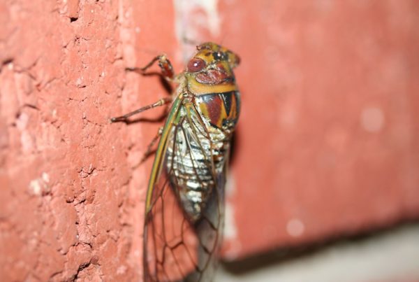How Cicadas Make That Sound