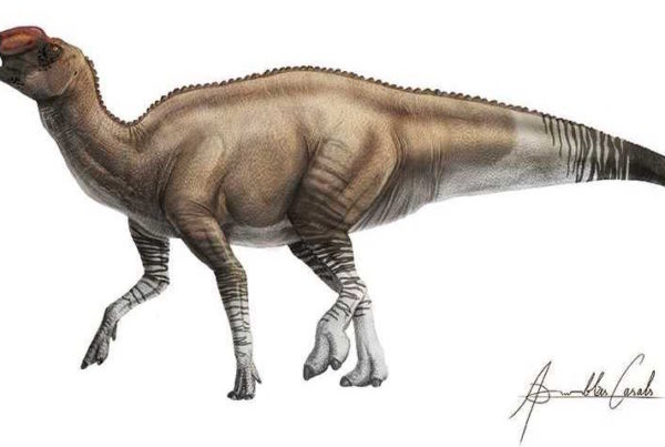 Paleontologists Identify A New Duck-Billed Dinosaur Species From The Big Bend