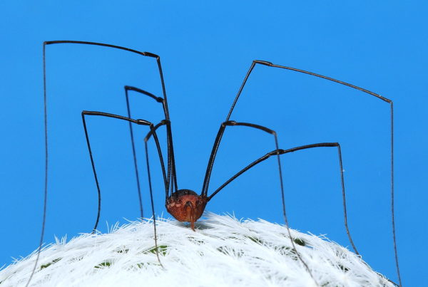 Harvestmen: The ‘Spiders’ That Aren’t Actually Spiders