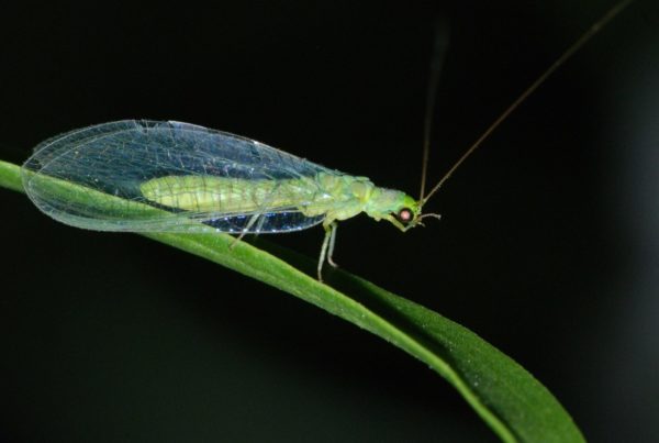 In The Battle Against Garden Pests, Green Lacewings Are Among The Good Guys