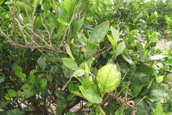 Citrus Greening Leads To Fruit Quarantines In Galveston And Brazoria Counties