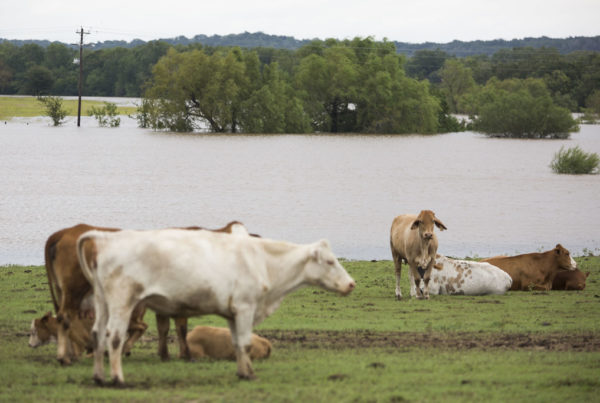 Cows laze by a flooded pasture in La Grange Texas.