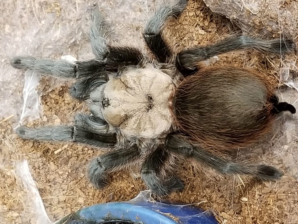 In Texas, Halloween Is Valentine’s Day For The Brown Tarantula Texas