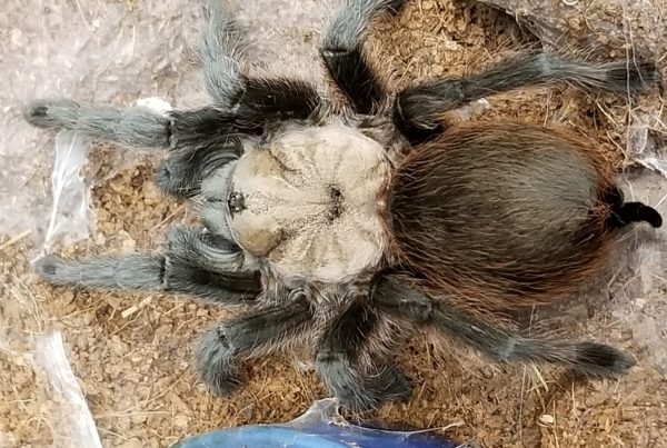 In Texas, Halloween Is Valentine’s Day For The Brown Tarantula