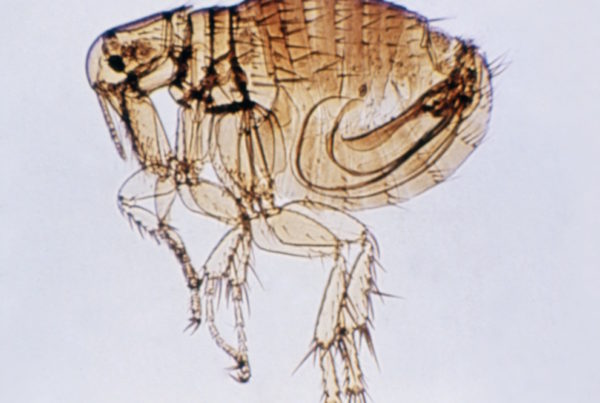 How Fluffy’s Fleas Can Hop Onto Humans And Spread Murine Typhus
