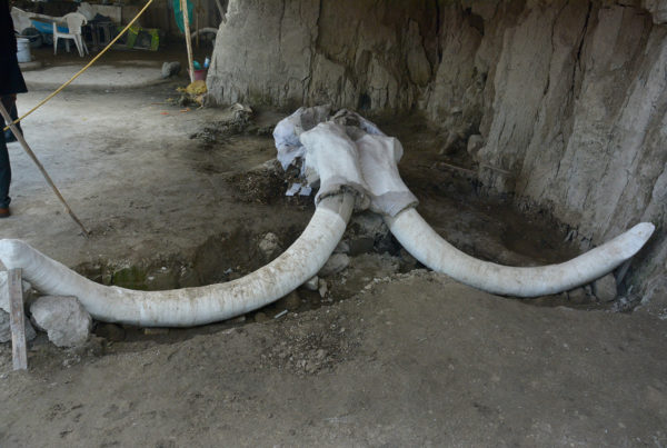 Anthropologists Rethink Prehistoric Hunting After Man-Made Mammoth Pit Discovery In Mexico 