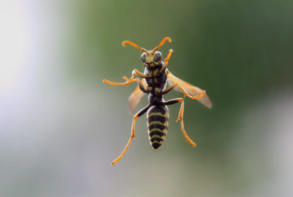 Think Colder Weather Means No Wasps? Not Quite.