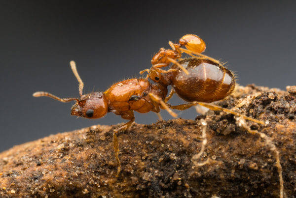 Yeehaw! Rodeo Ants Are Strategic ‘Social Parasites.’