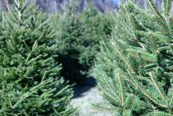 Texas Tree Farmers Want To Give Your Family That ‘Traditional’ Christmas Experience