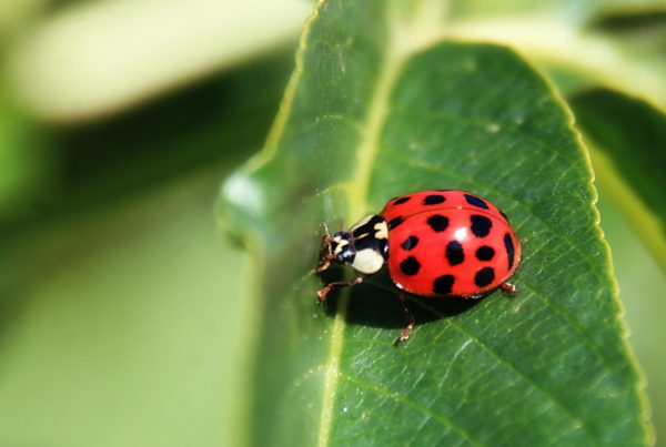 Asian Ladybird Beetles Are Best Kept Outside … Or Possibly In A Bottle Of Wine