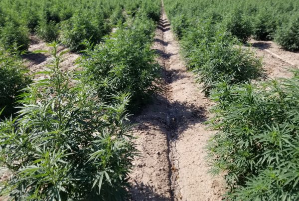 For Hemp To Work, Farmers Want Rules That Fit Reality