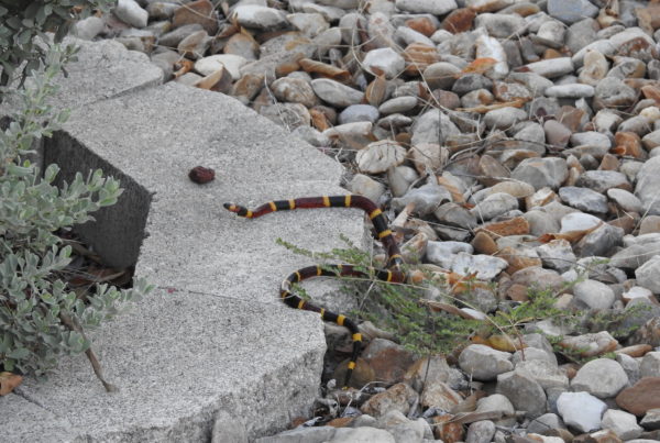 Don’t Mess With Texas Coral Snakes