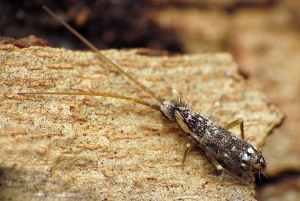 Springtails In Your Home Could Mean You Have A Moisture Problem