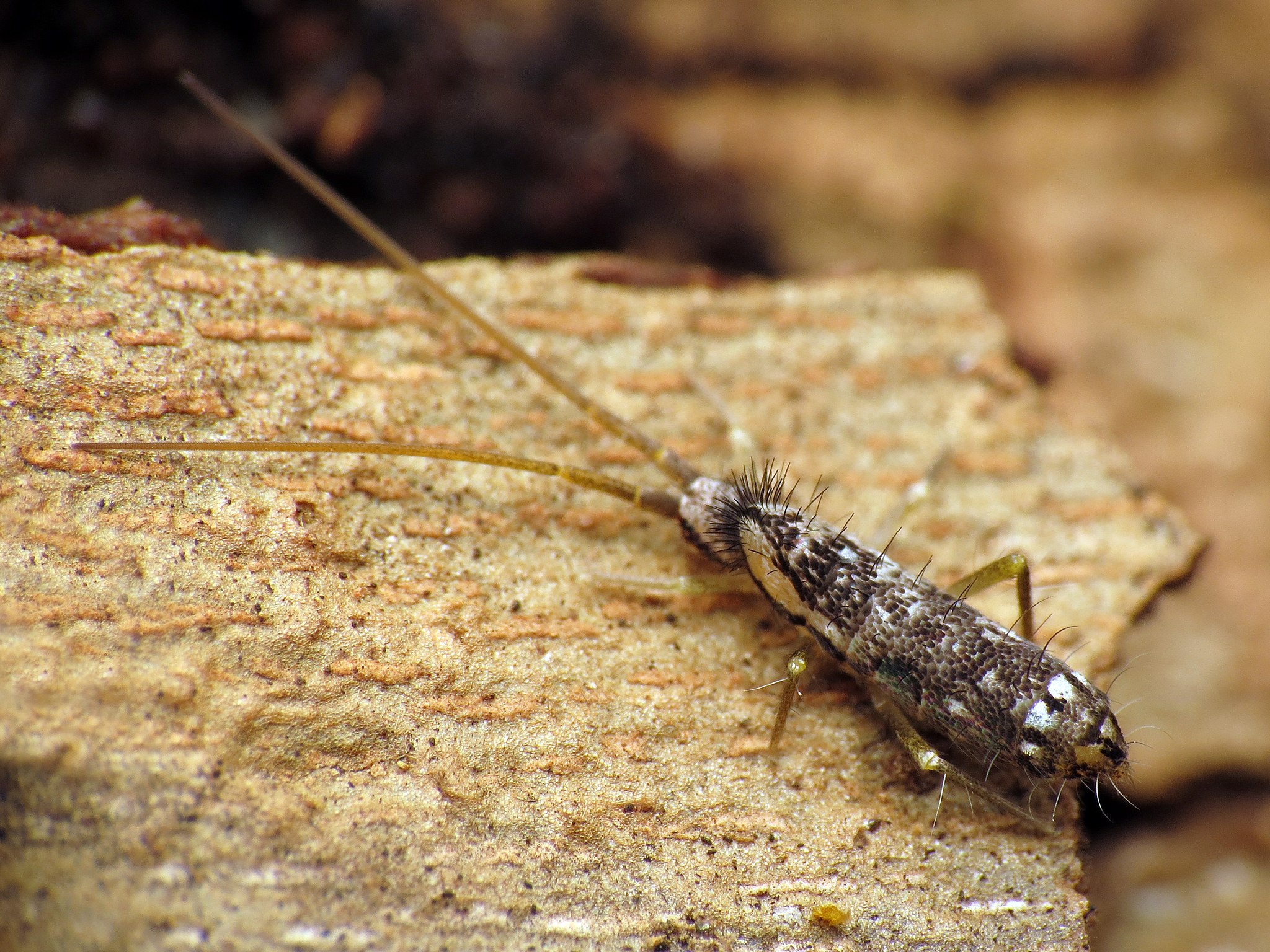 Springtails - Texas A&M Agrilife Extension Service