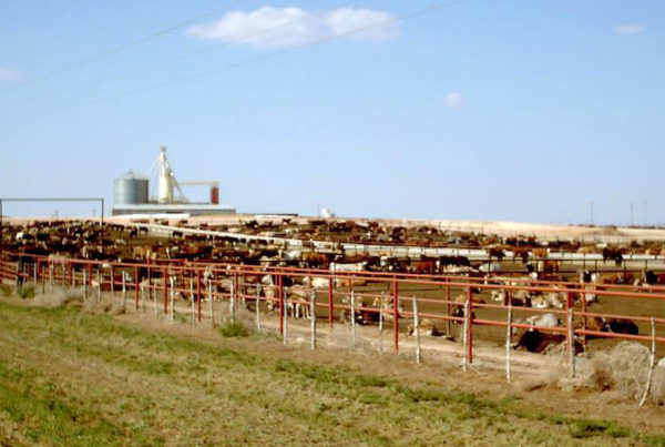 Pressure increases for Texas cattle ranchers as drought persists