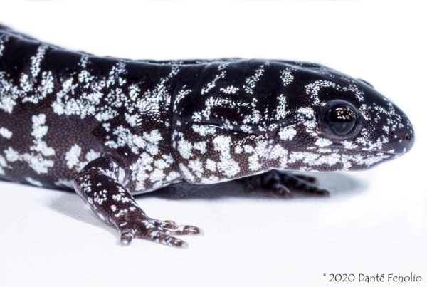 After 11 Years Of Research, The San Antonio Zoo Breeds Endangered Salamander Species 