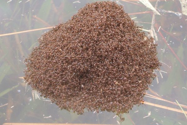 Rising Sea Levels Mean Fire Ants Of The Future Will Be Bigger And Meaner