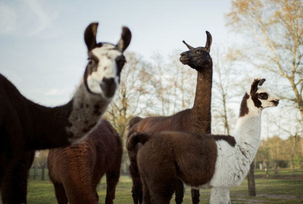 Llama Antibodies Could Be Just A Year Or So Away From Providing Coronavirus Protection