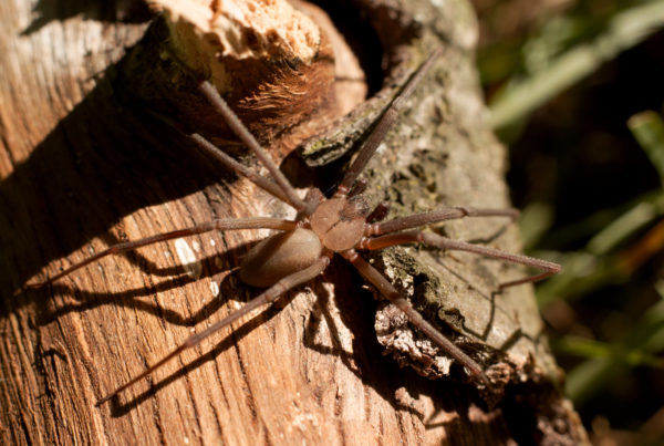 The Spider And The Court: How A Brown Recluse Untangled The Web Of Liability Law
