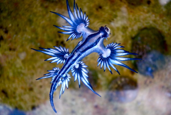 What Are Those Blue, Winged Creatures Washing Up On South Texas Beaches?