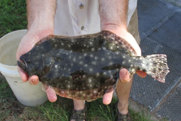 Fishing Businesses Say They’re Threatened By Rules To Protect Flounder