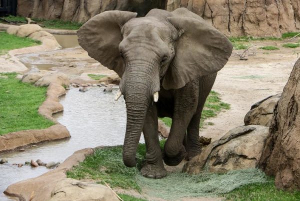 A Trunk’s Length Away: DFW Zoos Reopen Friday, But Call For Social Distancing