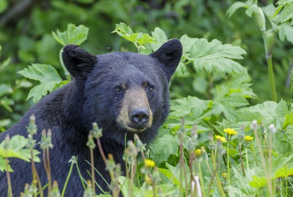 Black Bears Are Moving Back Into West Texas