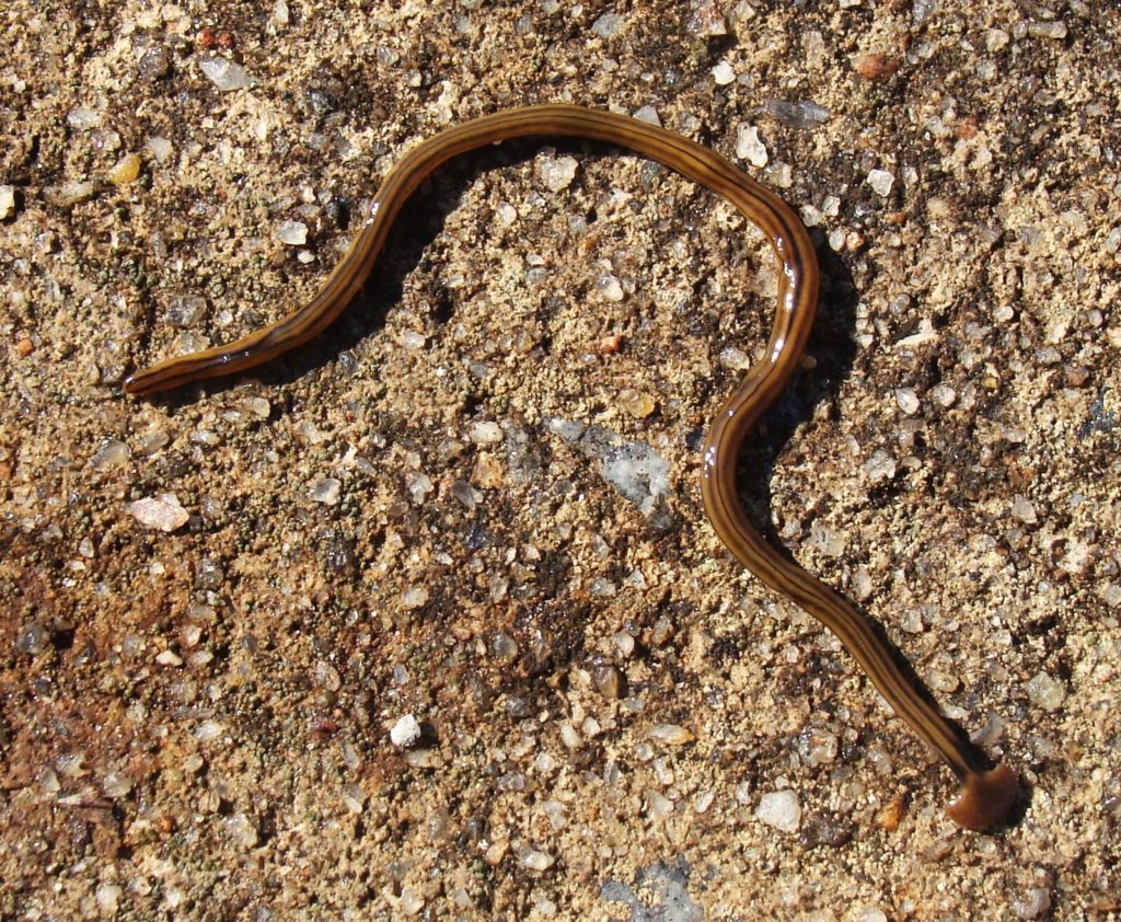 Again, don’t panic. These huge hammerhead worms are weird but they’ve