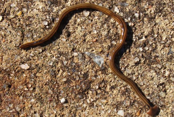 Again, don’t panic. These huge hammerhead worms are weird – but they’ve been in Texas for decades