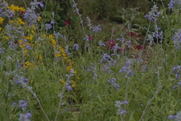 One Man’s Dream Of Turning Native Plants Into A Song Of Texas
